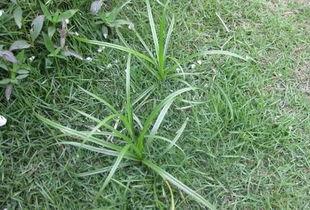 国产综合野草视频,探寻自然之美与生态和谐