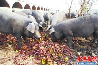 新闻国产黑猪视频大全,视频大全带你领略猪猪界的“国货之光”